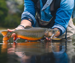 Expert Fishing And Fish Hunting Tips For Members